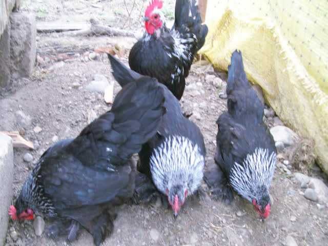 Мільфлер, яйце інкубаційне. Парцелян. Iзабелла. Колумбiя чорна