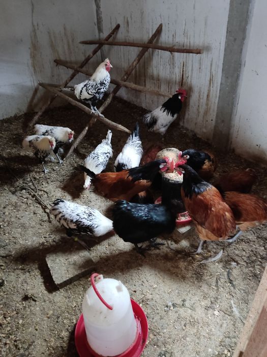 Kury ozdobne koguty lakenfelder vorwerk, włoszka i appenzeller