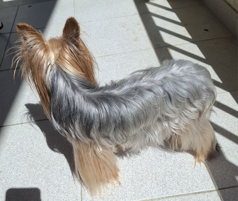 Yorkshire terrier macho para acasalar414933046767790084