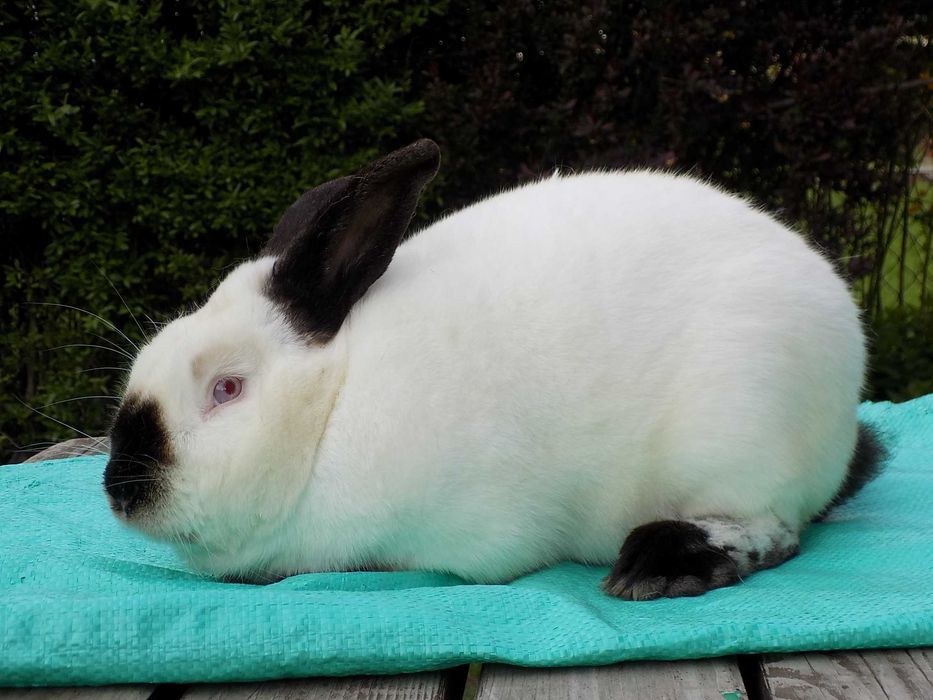 Sprzedam króliki rasy Kalifornijskiej