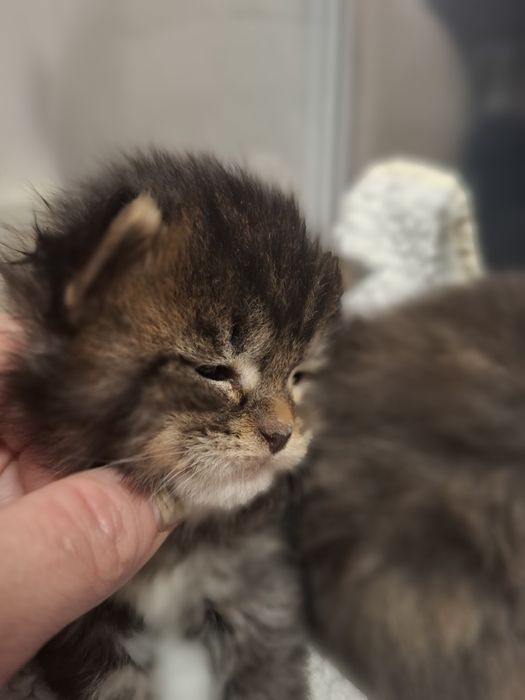 Przepiękny czarny pręgowany Maine Coon Rodowód FPL