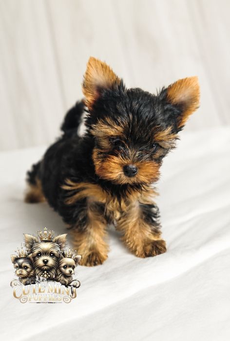 Gotowa do odbioru! Piękna dama Yorkshire terrier black and tan