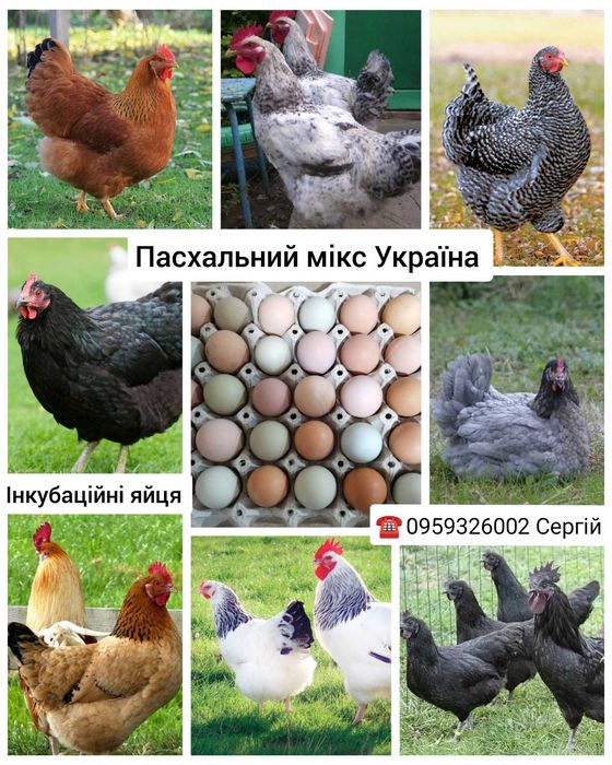 Інкубаційний яйця