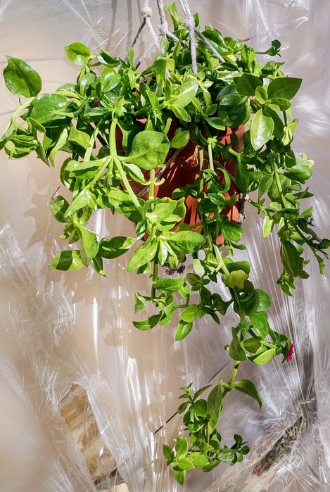 Suculentas pendentes