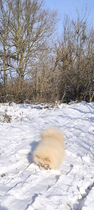 Шпіц померанський , в'язка...