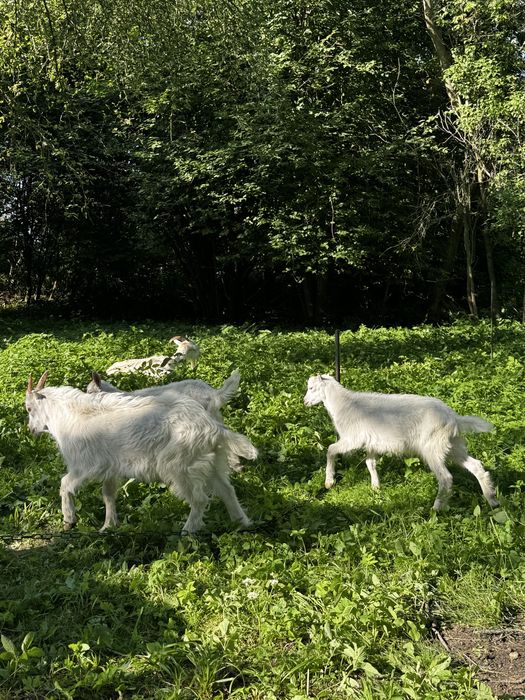 Продам молоді козинята