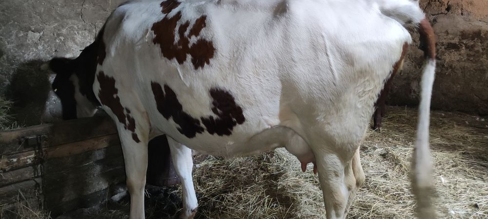 Продам айширку на хозяйство