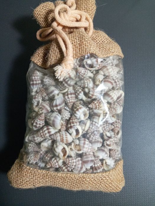 Набор ракушек подарочный из Италии.  Тема- океан.  Множество  ракушек.