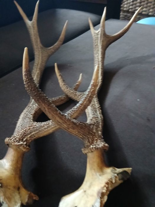 Stare poroże,rogi waga 2,20 kg