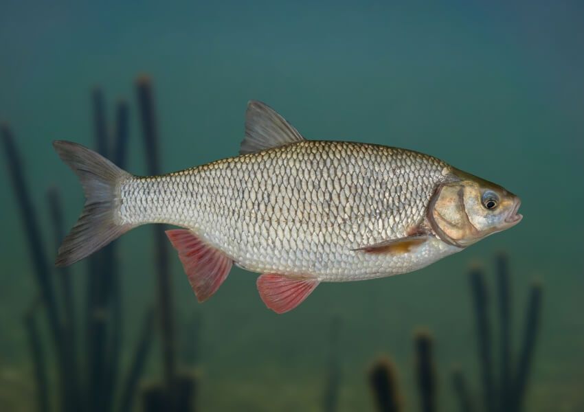 Płoć zarybieniowy 17-25 cm