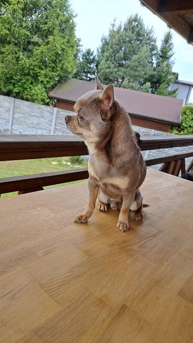 Unikatowa suczka chihuahua niebieska XXS długowłosa blue