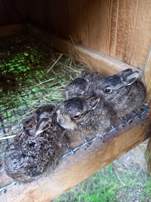 Projekt - klatka do hodowli zajęcy