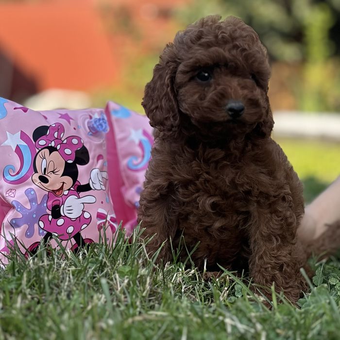 Red Braun хлопчики шоу классу