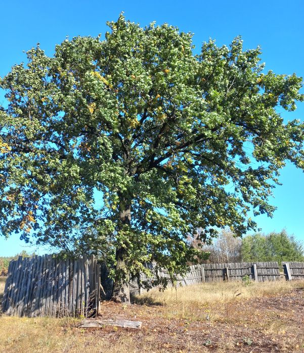 Продам Дом в с.Лошаков Гута, участок 25сот. Киевское море