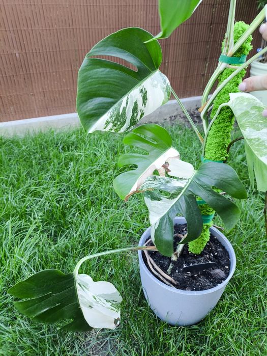 Monstera Variegata