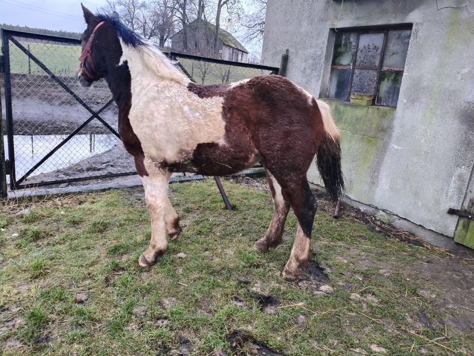 Klaczka klacz źrebak