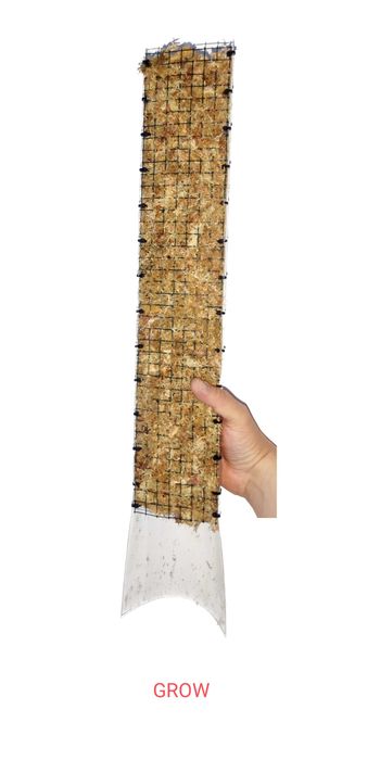 Palik z mchu sphagnum szerokość 8 cm grow vertical