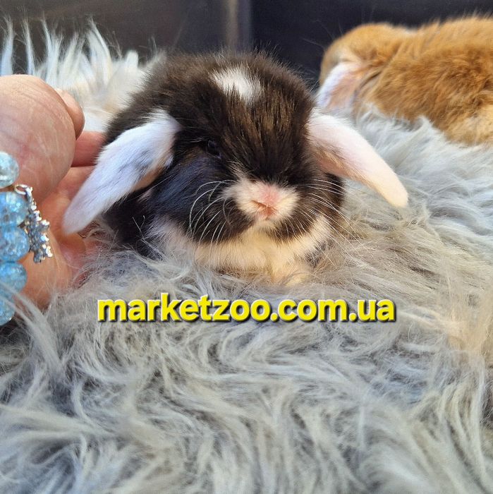 Карликовий кролик, що підкорює серця — Mini Lop
