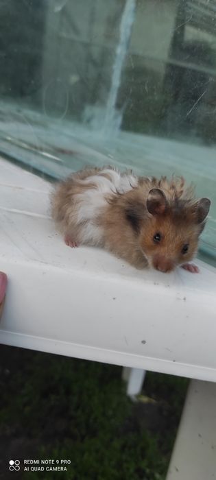 Хом'яки королівські, ангорські