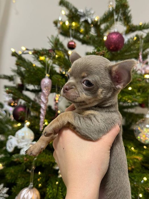 Sunia Chihuahua krótkowłosa