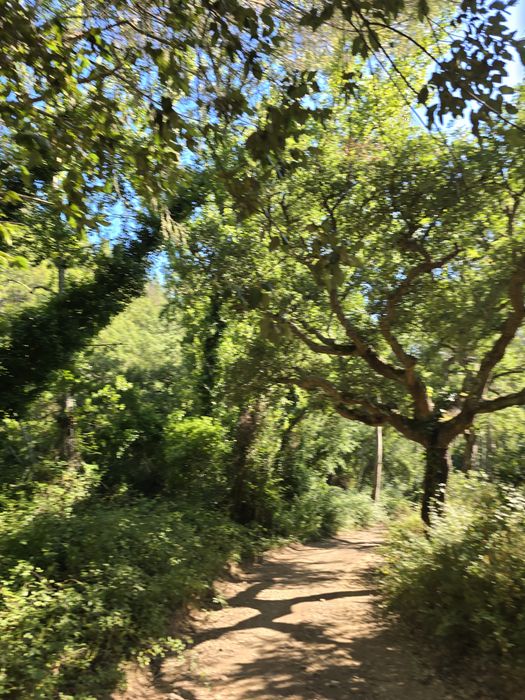 Herdade com  7hectares rural  com montado e eucaliptos, Alentejo.