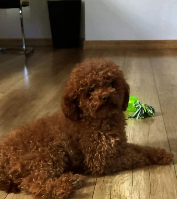 Maltipoo szczeniak suczka