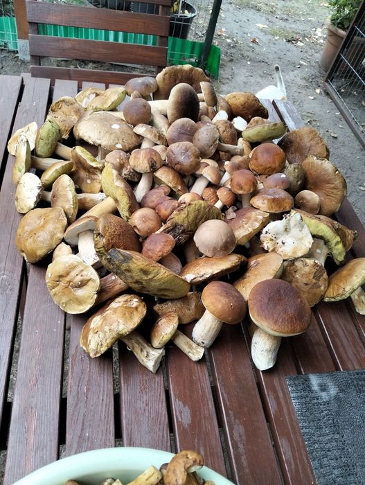 Borowik szlachetny suszone grzyby  prawdziwek 300 gram