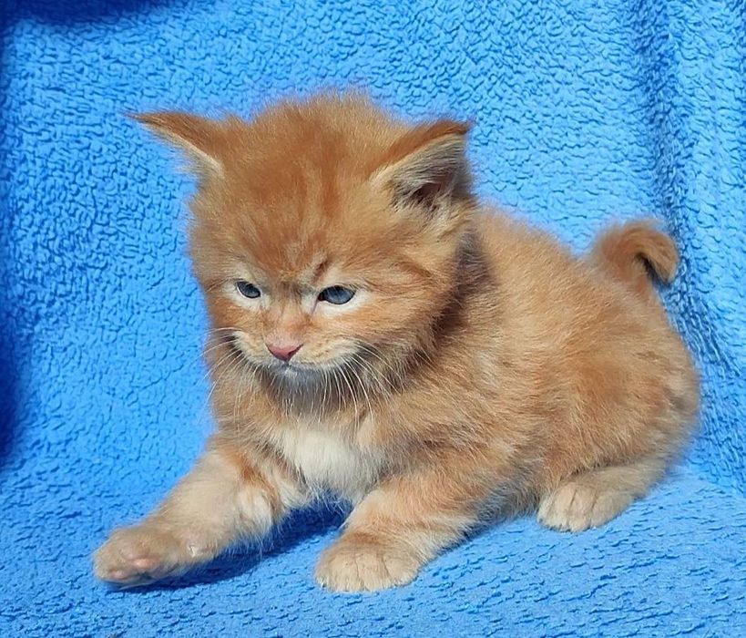 Котята мейнкуны кошечки и котики