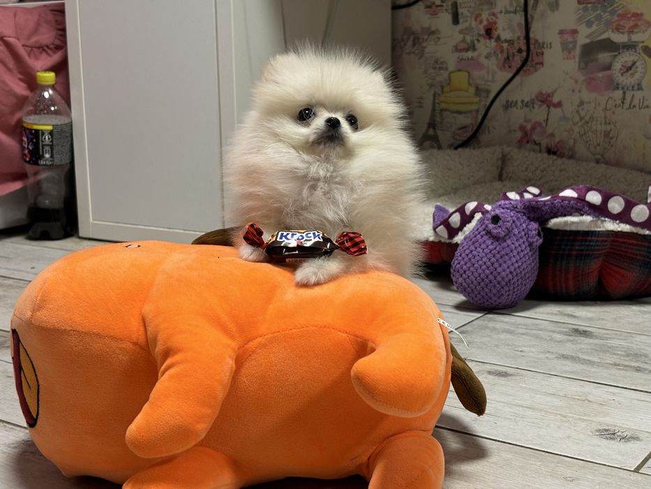 Дівчинка мікро помка