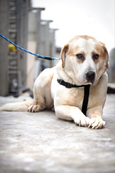 Kalis w typie owczarka srodkowoazjatyckiego