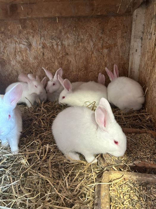 sprzedam kroliki termandzkie