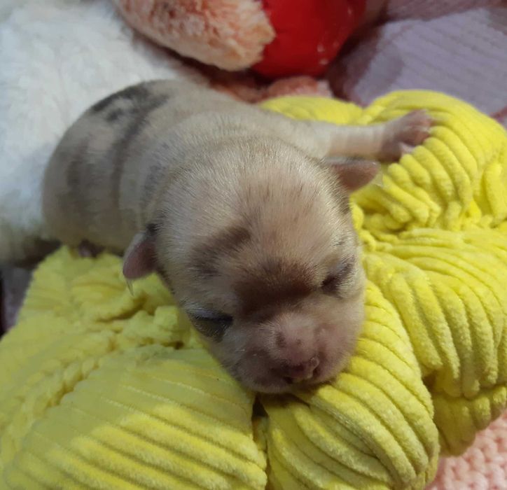 Chihuahua Piesek Beżowo Merle