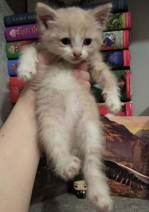 Котенок в добрі руки