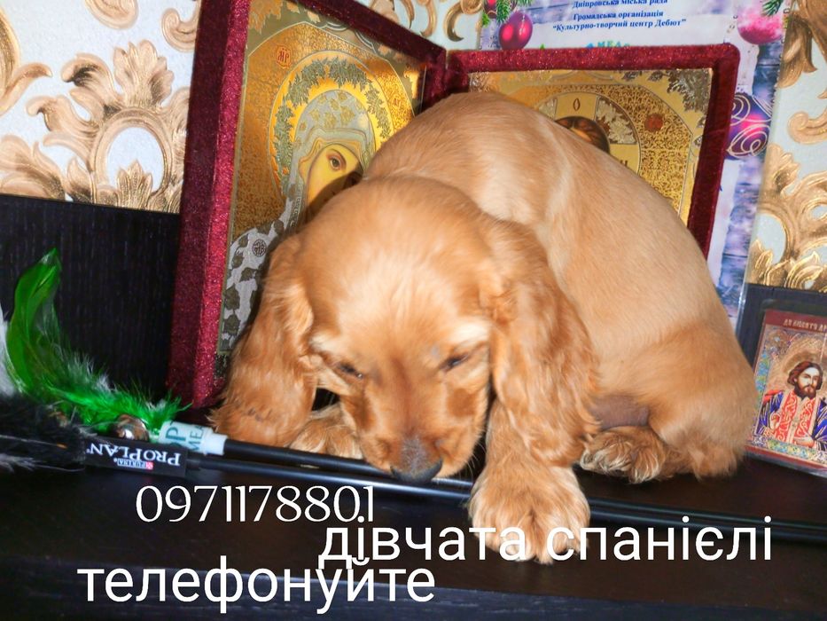 Саме дівчинка спанієля принесе радість, спокій у Вашу домівку.