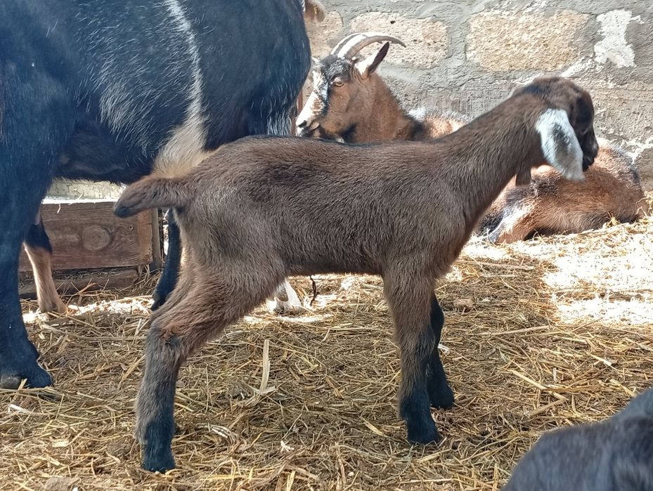 Альпо-нубійский козлик