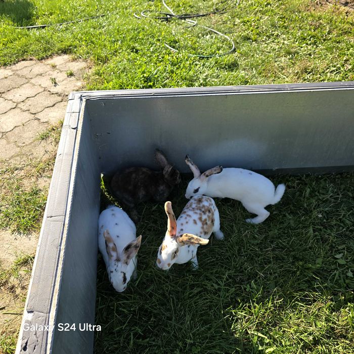 Króliki REX trójbarwny samce i samice