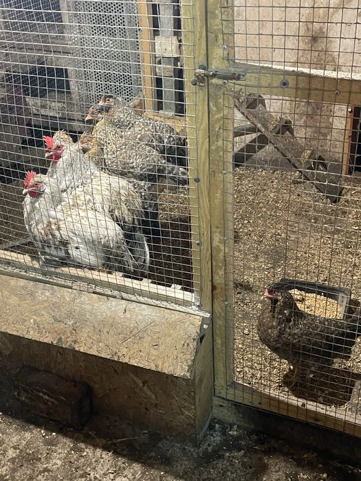 Кури Легбар сімʼя