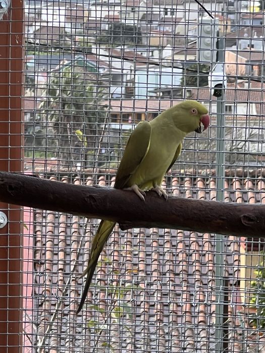 Femea ring neck reprodutora  2018.