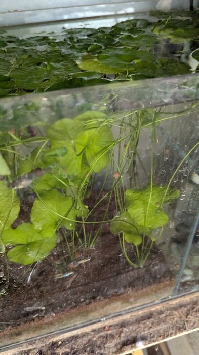 Plantas de aquário de água quente