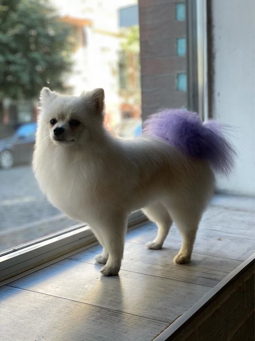 Шпіц шукає дівчинку для стосунків)