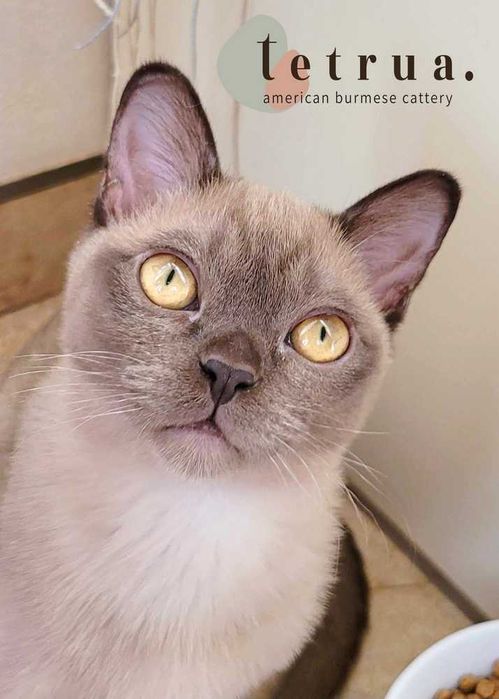 Очень коммуникабельный мальчик американской бурмы!