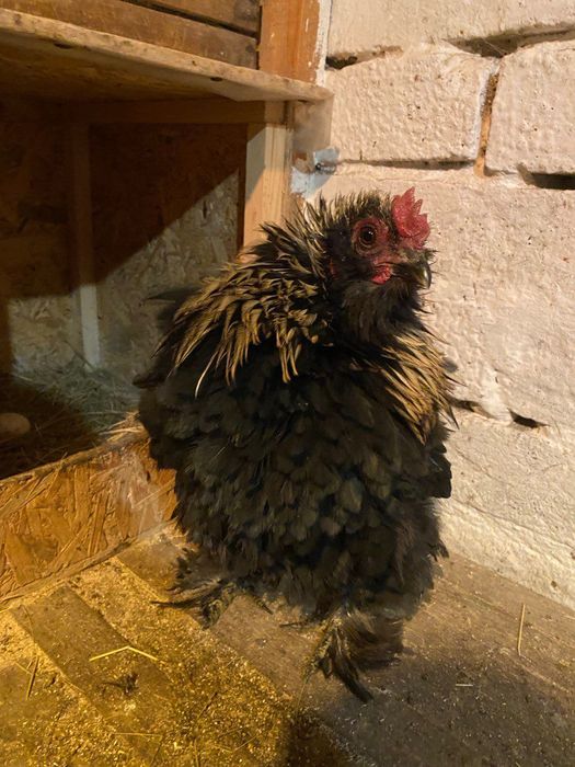 Півні фрізлі, чубаті, помісні та Амераукана