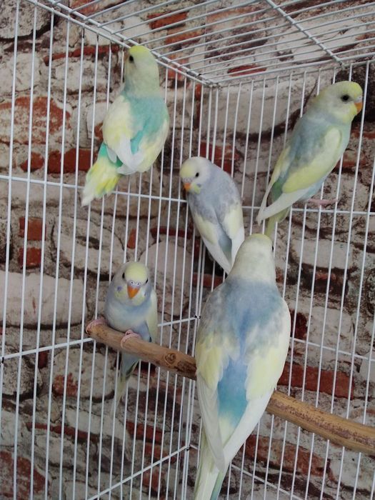 Periquitos Arco Íris