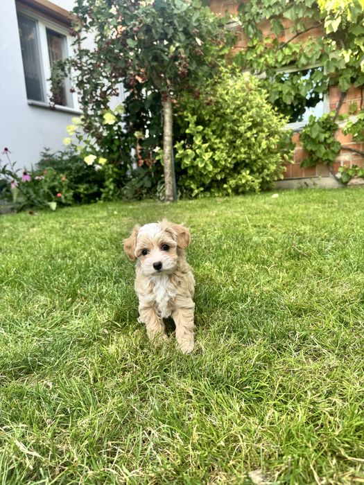 Maltipoo.