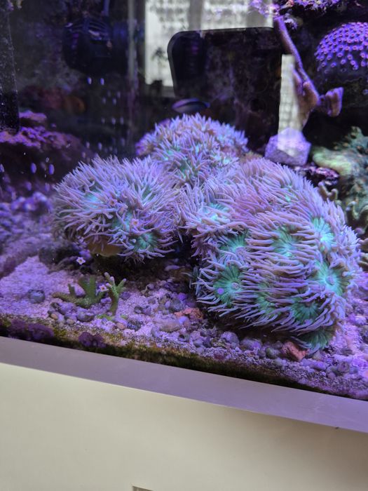 Duncanopsammia axifuga Dunka akwarium morskie