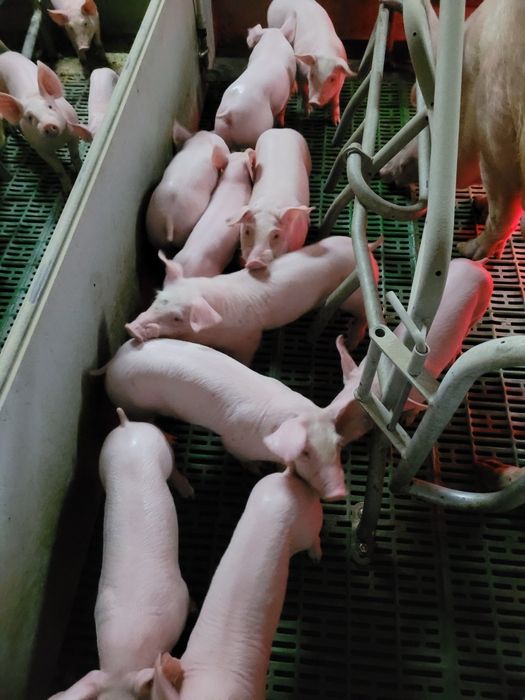 Поросята на відгодівлю