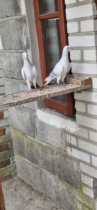 Perłowe, żałobne, pasiaki.
