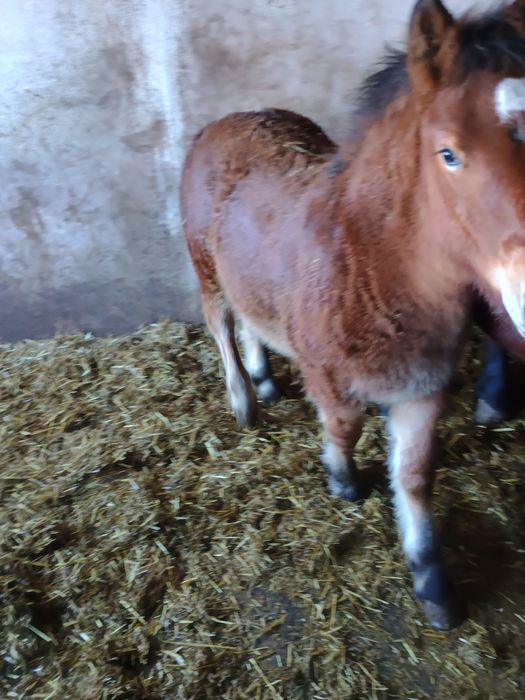 Sprzedam ogierka sztumskiego