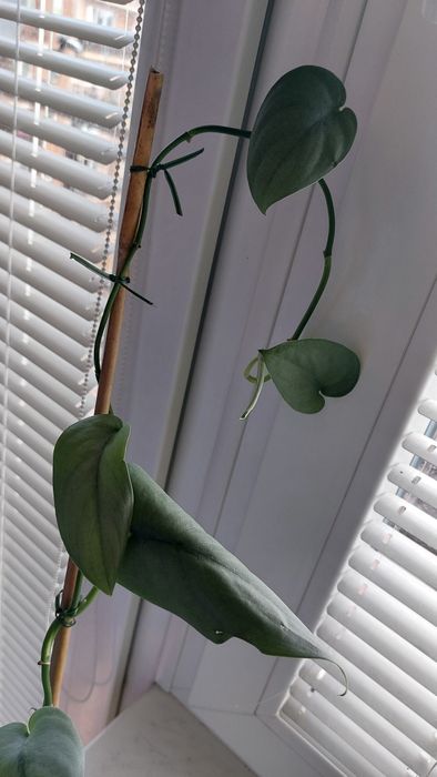 Scindapsus Silver Hero  rosnące rośliny + gratis global green