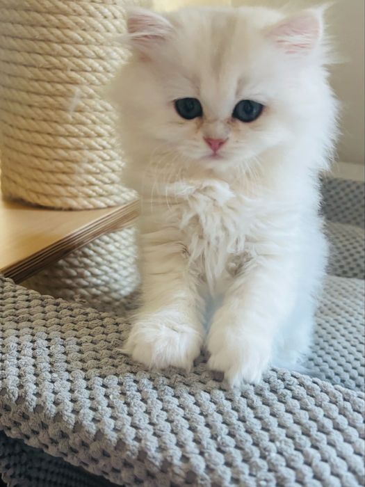 Kotka szkocka długowłosa kot kocięta